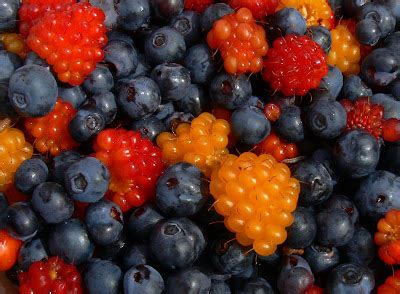 Images of God's Creation in Juneau, Alaska: Alaska wild berries