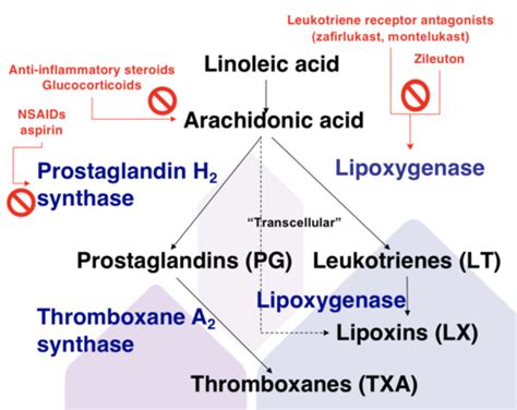 Inflammatory Pathway Flashcards | Quizlet