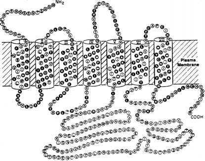 Muscarinic Receptor Subtypes - Pharmaceutical Chemistry