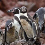 From Paracas: Ballestas Islands & Paracas National Reserve | GetYourGuide