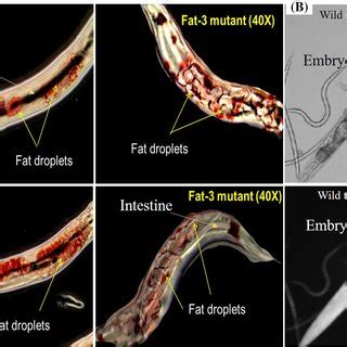 Caenorhabditis elegans life cycle at 20°C. The life cycle of this... | Download Scientific Diagram