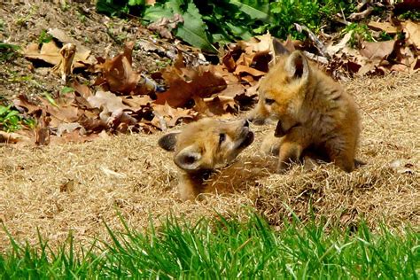 Fox Pups Playing Photograph by J R Sanders - Fine Art America