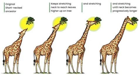 Lamarck’s Theory of Evolution - Postulates, Examples, Drawbacks ...