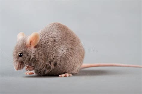 Laboratory mouse stock image. Image of head, genetic - 20434623