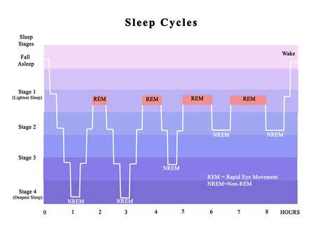 Why We Sleep Book Summary by Matthew Walker