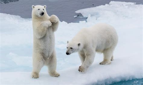 Do Polar Bears hibernate? (ANSWERED & EXPLAINED)