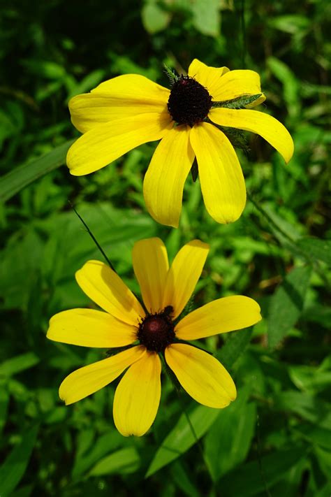 Rudbeckia hirta - Wildflowers of the National Capital Region