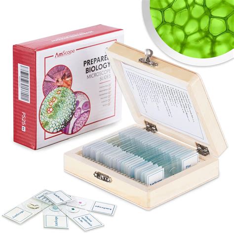 AmScope PS25 Prepared Microscope Slide Set for Basic Biological Science Education, 25 Slides ...