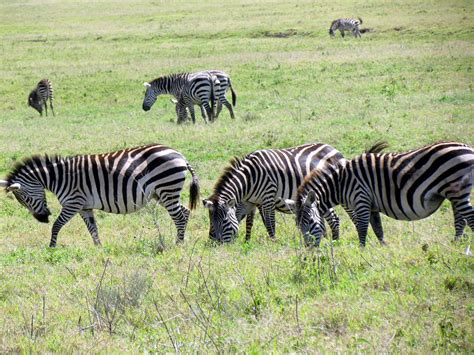 Zebras - Ngorongoro Crater Safari - Ngorongoro Conservatio… | Flickr