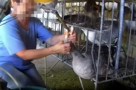 'Disgusting' footage shows geese being force-fed to make foie gras