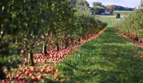 A Secret Apple Orchard Is Opening For The Fall Season In Manhattan