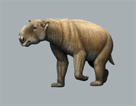 Prehistoric Giant Wombat, Artwork Photograph by Mauricio Anton