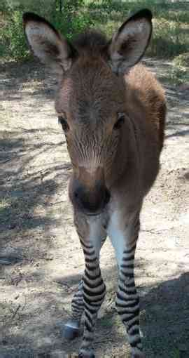 Donkeys - Donkey Facts | Young People's Trust For the Environment