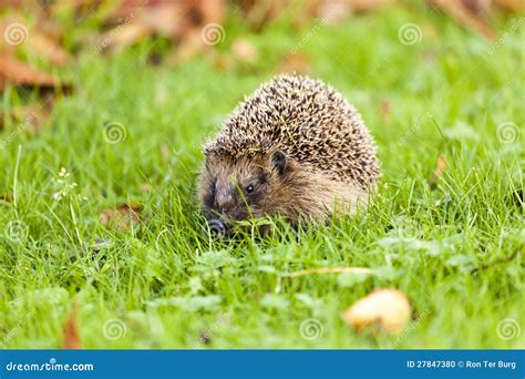 Hedgehog - Erinaceus Europaeus Stock Photo - Image of defense, toddle: 27847380