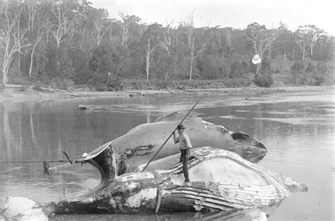 Start of whaling | National Museum of Australia