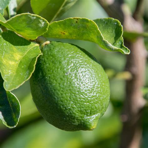 Persian Lime Tree | Bearss Lime Tree For Sale | Citrus.com