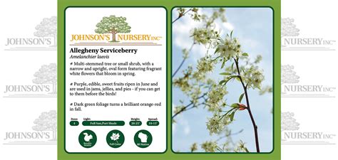 Allegheny Serviceberry | Johnson's Nursery | KB