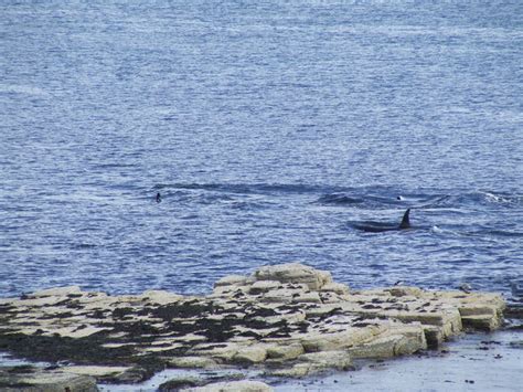 Killer Whale Pod © Adrian Steen cc-by-sa/2.0 :: Geograph Britain and Ireland