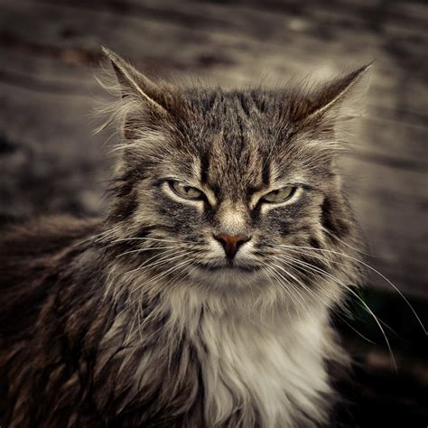 Portrait of a serious cat | Animals photos