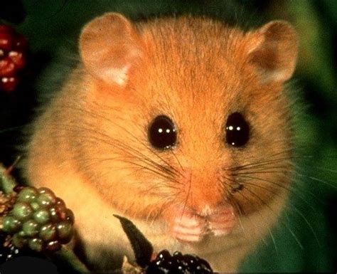 Dormouse | Amazing animal pictures, Dormouse, Animals and pets