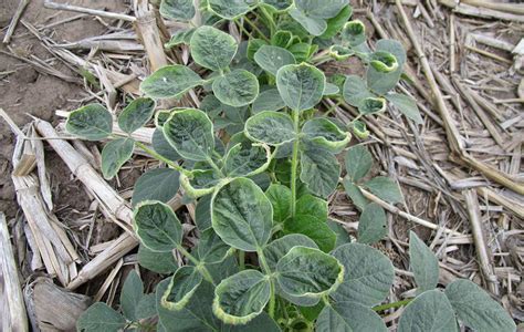 Effects of Dicamba Micro-Rates on Yields of Non-Dicamba Soybeans | CropWatch | University of ...