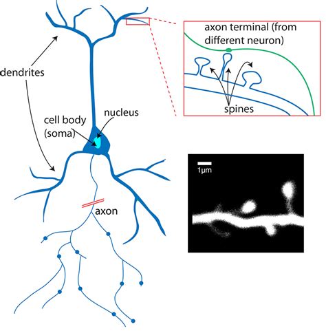 What is a neuron? - Queensland Brain Institute - University of Queensland