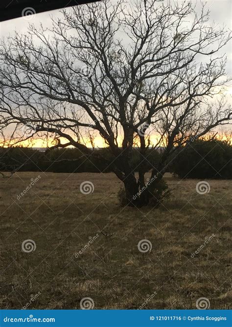 Lone Tree Silhouette at Sunset Stock Photo - Image of tree, sunset ...