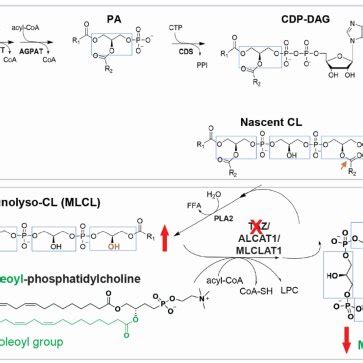 Cardiolipin (CL) de novo synthesis and remodeling pathways.... | Download Scientific Diagram