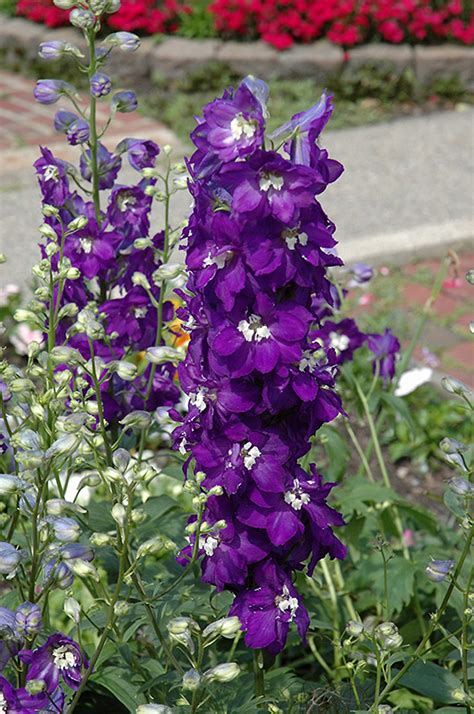 Purple Passion Larkspur (Delphinium 'Purple Passion') in Augusta Manchester Lewiston Waterville ...