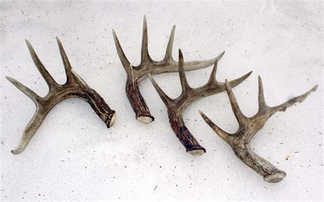 When is the Best Time to Find Deer Sheds: Peak Seasons Unveiled