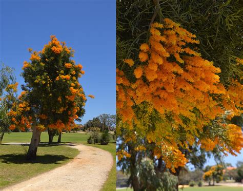 Australian Native Christmas Tree by MayEbony on DeviantArt