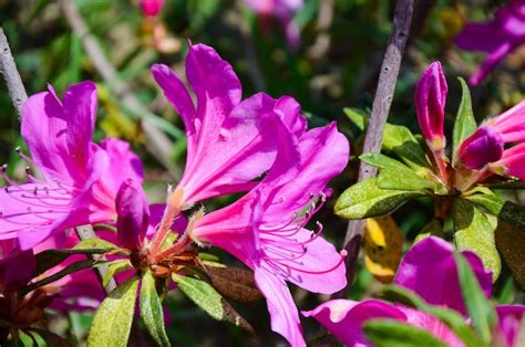 Premium Photo | Rhododendron or azalea