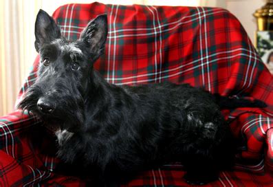 Carnegie Mellon's Mascot | Real dog, Scottish terrier puppy, Scottish terrier