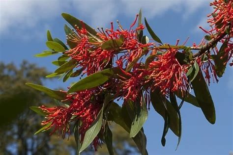 Chilean fire bush - Embothrium coccineum - Photo Prints - 6318189 - Kew Gardens