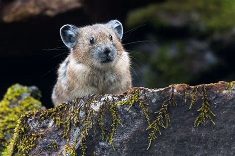 5 Surprising Facts About the American Pika