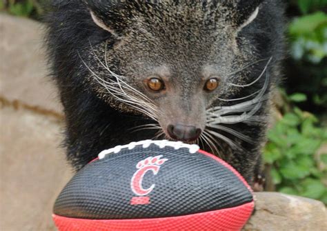 Cincinnati Zoo introduces baby bearcat to replace Lucy as real-life UC ...