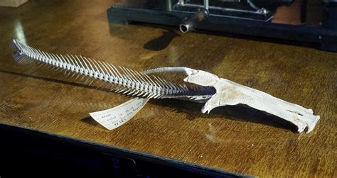 Loricariidae Catfish skeleton, 2020-09-03 - ZooChat