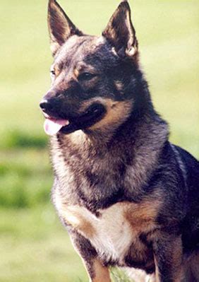 Swedish Vallhund History & Training/Temperament - American Kennel Club