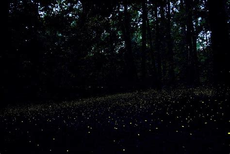 Fireflies - Congaree National Park (U.S. National Park Service)