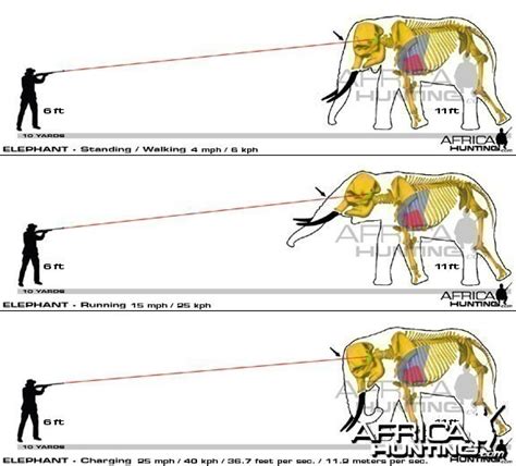 Hunting Elephant Shot Placement - My Photo Gallery