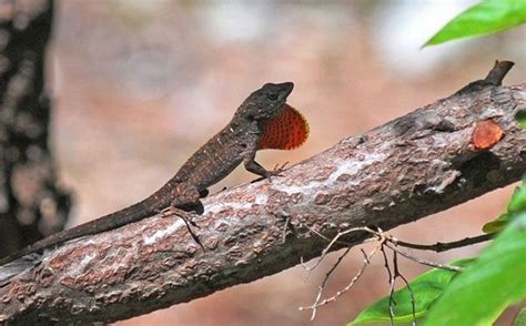 Brown Anole - Facts, Habitat and Pictures