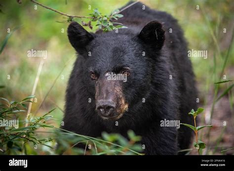 Side profile of an adult black bear seen outdoors in the wild ...