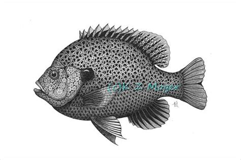 9+ Fish Drawings | Free & Premium Templates