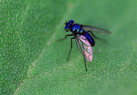 Cobalt Blue Fly extreme macro – Focusing on Wildlife