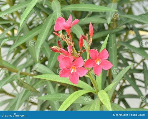 Close Up Shot of Nerium Oleander is One of the Most Poisonous Plants To Humans Known. Selective ...