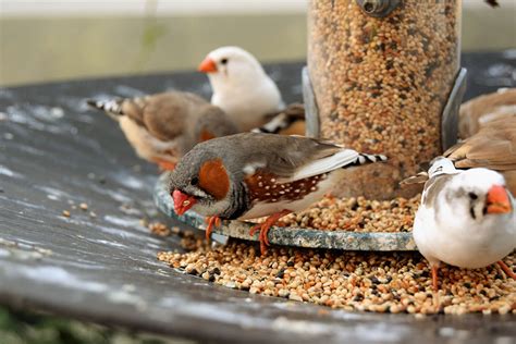 How to build a aviary for finches - Builders Villa