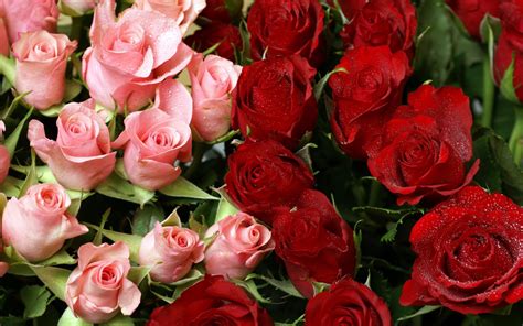 Pink and Red Roses Bouquet HD wallpaper