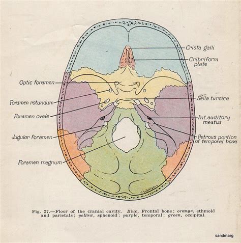 1938 Floor of the Cranial Cavity