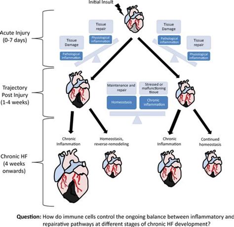 Chronic Heart Failure and Inflammation | Circulation Research