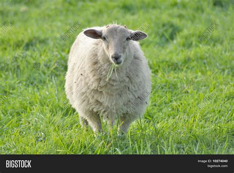 Sheep Eating Grass Image & Photo (Free Trial) | Bigstock